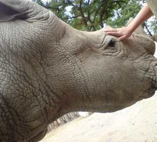 Nashörner hautnah erleben