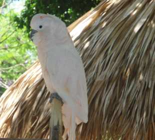Papagei