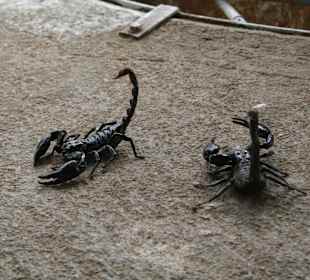 Sehr nah zu beobachten