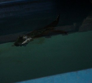 Alligator im Schwimmbecken
