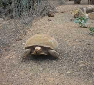 Schildkröte Tropical Park