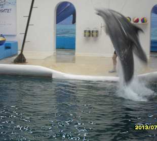 Delfinarium Varna