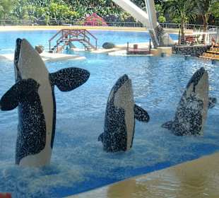 Orka-Show im Loro-Park