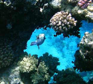 Unterwasserwelt Hotel Sharm Plaza