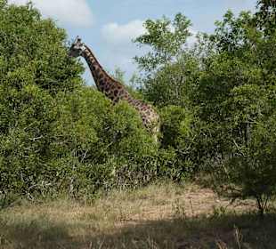 Krüger Nationalpark
