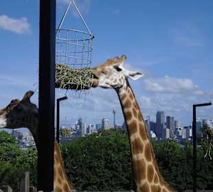 Taronga Zoo