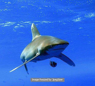 Oceanic White Tip Shark