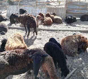 Ausflug nach El Gouna