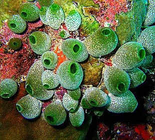 Hotel Embudu Village