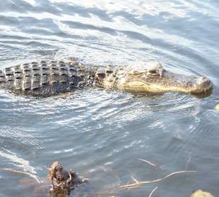 Sehr nah die Viecher