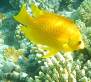 Weiblicher Stülpmaullippfisch