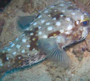 Schnorcheln Marsa Alam