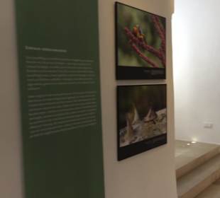 Museum für Ur- und Frühgeschichte