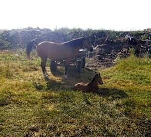 Fohlen Franz mit seiner Mutter