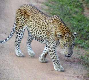 Leopard