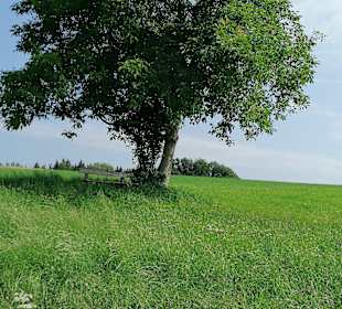 Wandern Niederwaldkirchen