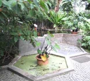 Tropenhaus - Schaugewächs -  Botanischer Garten