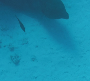 Schnorcheln Abdul Safaga