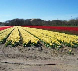 Tulpen velden