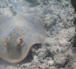 Płaszczka na płytkiej wodzie.