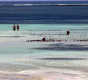 Rotalgen-Ernte im Wasser; Riff 1,5 km entfernt 
