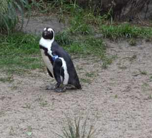 Tierpark