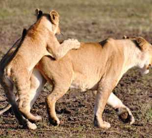 Junge Löwen beim Spielen