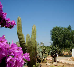 Blüten, Kakteen und Bäume