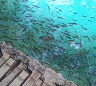 Türkises Wasser, glasklar 