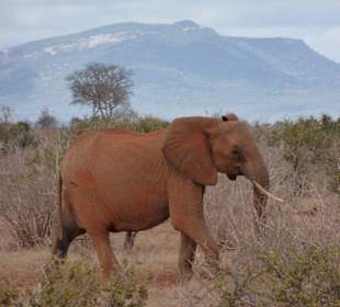 Pitia Elefant