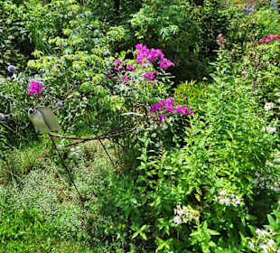 Impressionen aus dem Trostberger Rosengarten