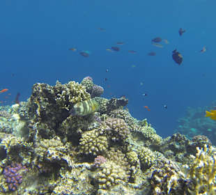 Korallen u. deren Bewohner 