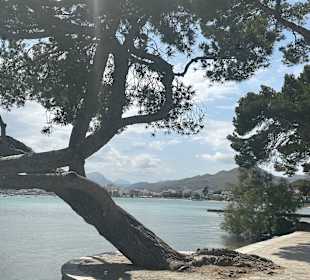 Port Pollenca