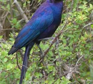 Safari in der Masai Mara