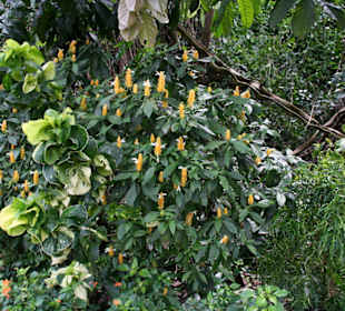 Botanischer Garten Kandy