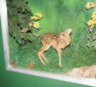 Vogel-und Jagdtierkunde