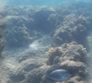 Hotel BEACH Albatros Resort & Spa         