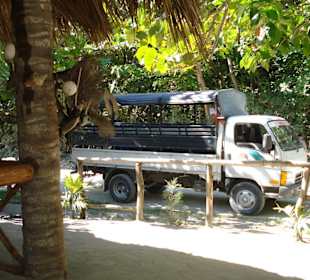 Tropical Beach Safari