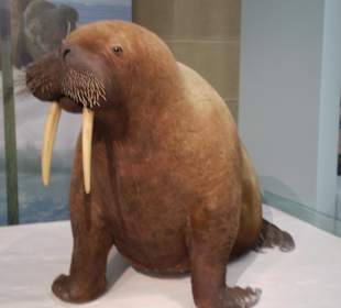 Zoologisches Forschungsmuseum Alexander Koenig