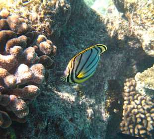 Falterfisch
