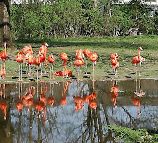 Flamingoanlage