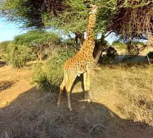 Geführte Touren Marco Polo Tours & Safaris Diani Beach 