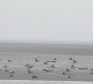 Seehundbank Tegeler Plate