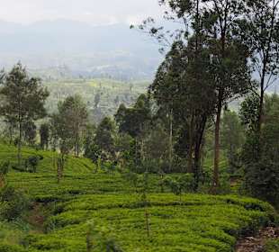 Ein Blick auf die Teeplantagen im Hochland von Sri Lanka