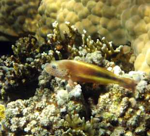 Schnorcheln Abu Dabbab