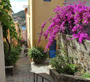 Frühling in der Altstadt von Collioure
