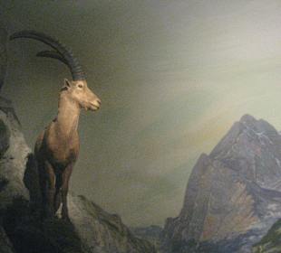 Naturkundemuseum