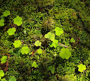 Wandern Waltensburg/Vuorz