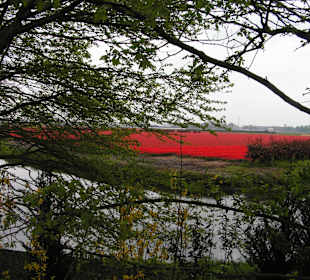 "Tulpen aus Amsterdam"