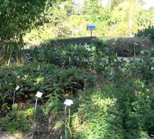 Botanischer Garten München